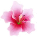 baguiopetal.com