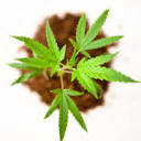 bigbud.uk