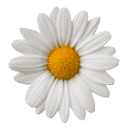 daisiesandconkers.co.uk