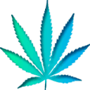 imbuebotanicals.com