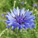 meadowmakers.co.uk