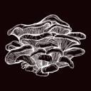 mushroomemporium.co.uk