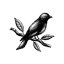 myeclatshop.com