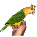 parrotcrown.com