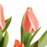 tulipblinds.com