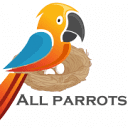 www.birdsandparrotsforsale.com