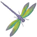 www.fromdragontodragonfly.co.uk