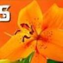 www.olelantanaseeds.com.au