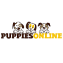 www.yorkiepuppy4homes.com